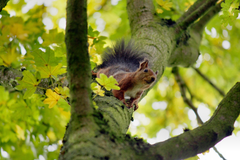 ./Galerie/Umgebung/Rheinaue//20121003_143940-IMG_4363_bearbeitet.jpg