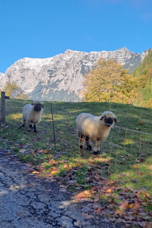 ./Galerie/Urlaub/Deutschland/Bayern/Berchtesgadenerland2024//20241006-WA0005.jpg