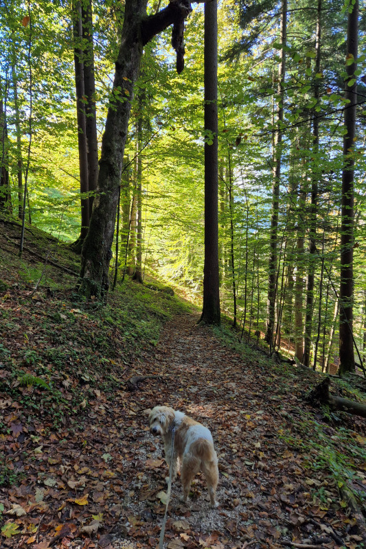 ./Galerie/Urlaub/Deutschland/Bayern/Berchtesgadenerland2024//20241007_140617.jpg