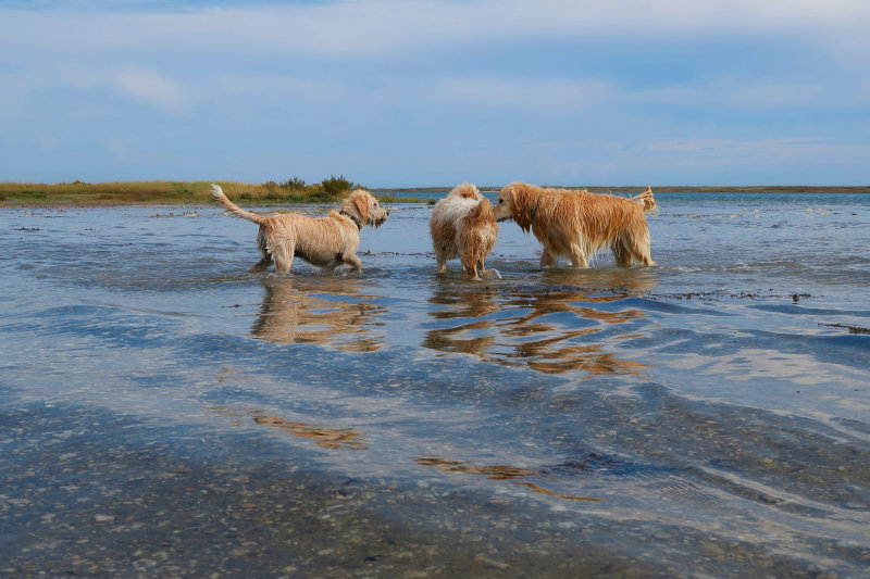 ./Galerie/Urlaub/Frankreich/Bretagne2019//20190801_173456_IMG_0472.jpg