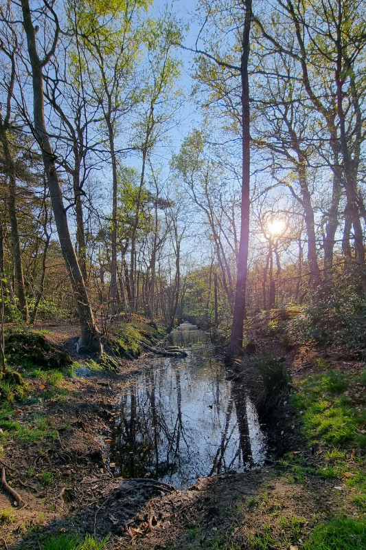 ./Galerie/Urlaub/Holland/Bergen/Bergen2022//20220423_185017.jpg