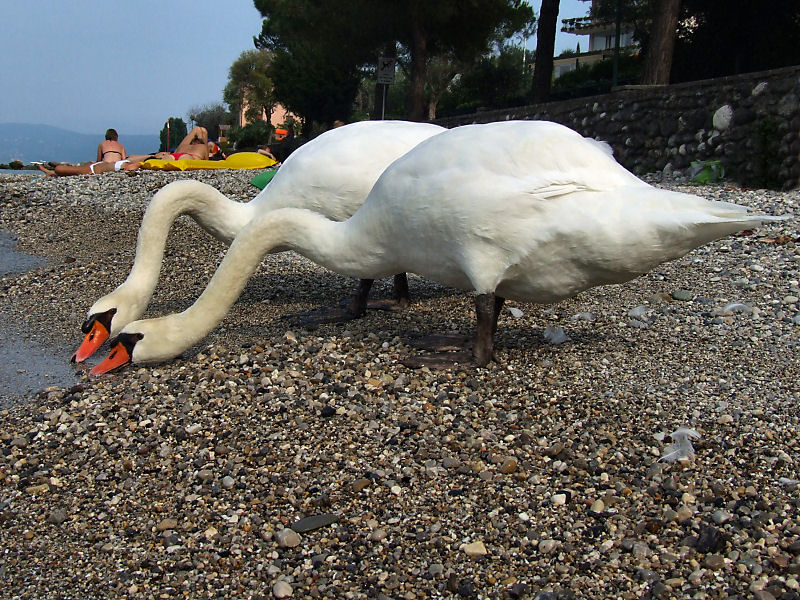 ./Galerie/Urlaub/Italien/Gardasee//20080801_171643-dscf5203.jpg