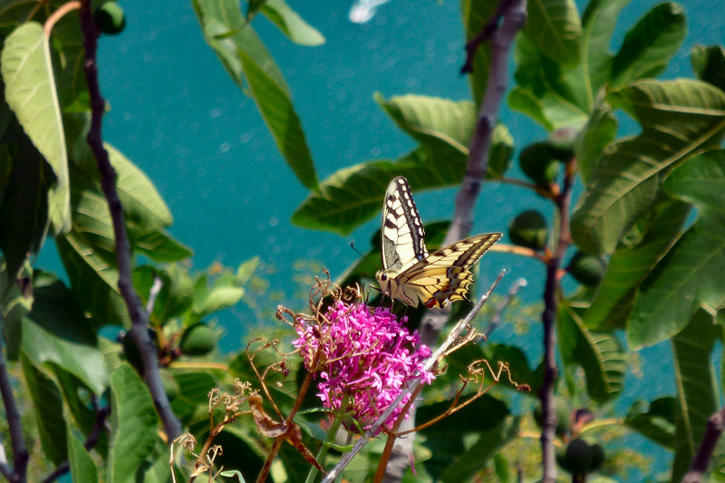 ./Galerie/Urlaub/Italien/Gardasee//20110806_121513-p1030558.jpg