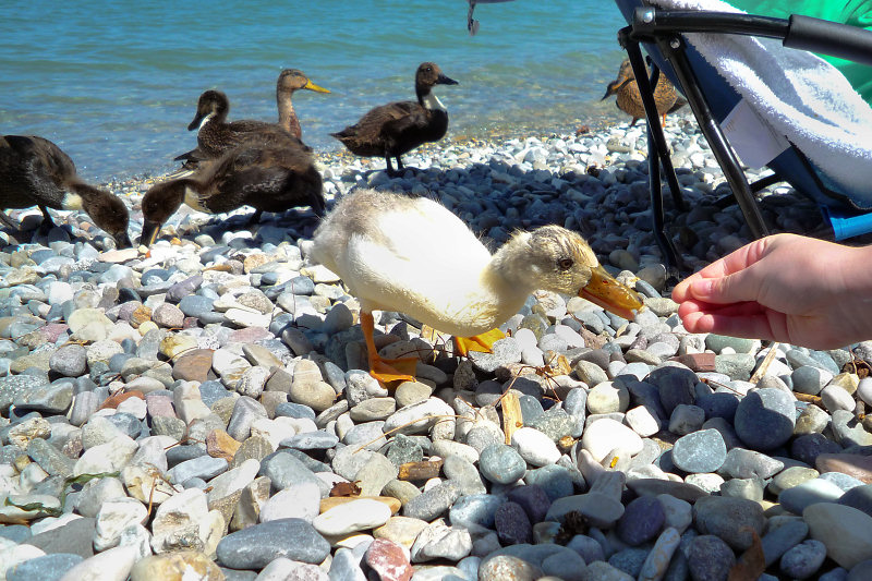 ./Galerie/Urlaub/Italien/Gardasee//20110811_140934-p1030998.jpg