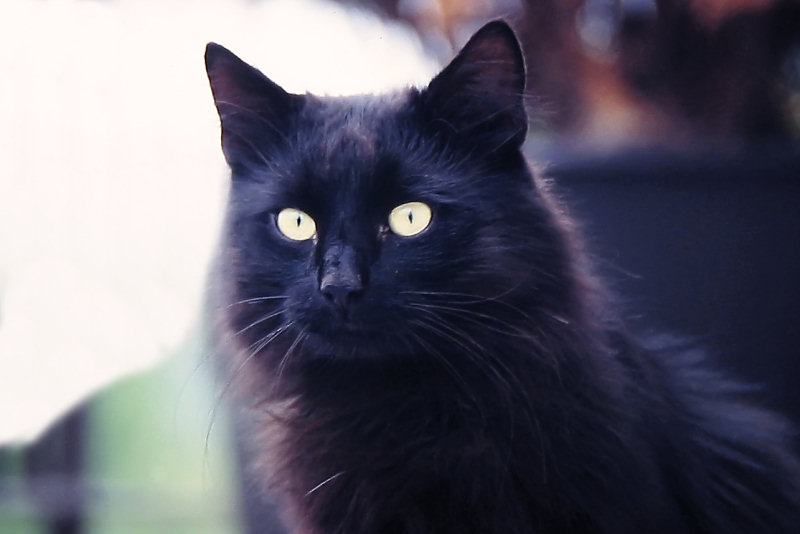 ./Galerie/Tiere/Cats//black_beauty_zingst.jpg