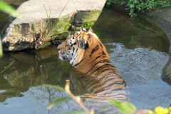 ./Galerie/Tiere/Zookoeln/115_1539.JPG