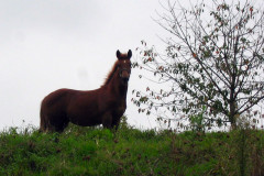 ./Galerie/Tiere/Diversetierbilder/20071003_144543-187-8800_IMG_web.jpg