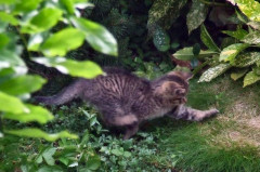 ./Galerie/Tiere/Cats/20080522_093815-dscf4340_web.jpg