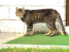 ./Galerie/Tiere/Cats/20080801_180202-dscf5239.jpg