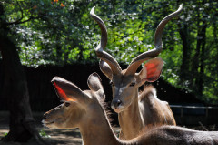 ./Galerie/Tiere/Zooduisburg/20100723_110222-IMG_0657.jpg