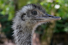 ./Galerie/Tiere/Zooduisburg/20100723_122942-IMG_0725.jpg