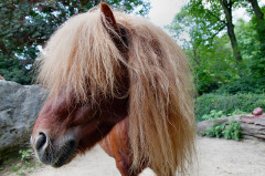 ./Galerie/Tiere/Zooduisburg/20100723_125854-IMG_0736.jpg