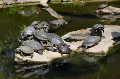 ./Galerie/Tiere/Zooduisburg/20100723_130918-IMG_0747.jpg