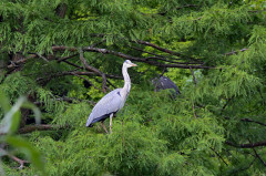 ./Galerie/Tiere/Zooduisburg/20100723_133428-IMG_0762.jpg