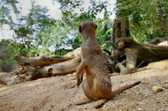 ./Galerie/Tiere/Zooduisburg/20100723_151528-IMG_0851.jpg