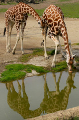 ./Galerie/Tiere/Zoomerlebnisweltgelsenkirchen/20110429_123125-IMG_2080.JPG