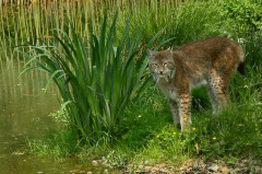 ./Galerie/Tiere/Zoomerlebnisweltgelsenkirchen/20110429_141423-IMG_2165.JPG