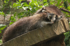 ./Galerie/Tiere/Zoomerlebnisweltgelsenkirchen/20110429_142610-IMG_2194.JPG