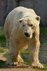 ./Galerie/Tiere/Zoomerlebnisweltgelsenkirchen/20110429_153156-IMG_2243.JPG