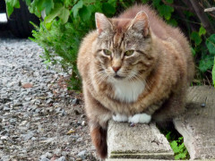 ./Galerie/Tiere/Cats/20120728_175515-p1040490.jpg