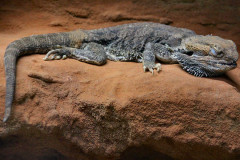 ./Galerie/Tiere/Zooneuwied/2013-10-22-14-06-32_IMG_5409.JPG