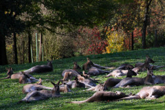 ./Galerie/Tiere/Zooneuwied/2013-10-22-14-49-01_IMG_5464.JPG