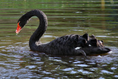 ./Galerie/Tiere/Zooneuwied/2013-10-22-15-11-44_IMG_5498.JPG