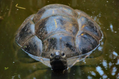 ./Galerie/Tiere/Zooodense2013/20130819_133144-IMG_5156.jpg