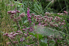 ./Galerie/Tiere/Zooodense2013/20130819_134022-IMG_5167.jpg