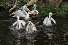 ./Galerie/Tiere/Zooodense2013/20130819_141918-IMG_5216.jpg