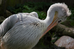 ./Galerie/Tiere/Zooodense2013/20130819_142450-IMG_5238.jpg