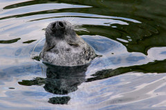 ./Galerie/Tiere/Zooodense2013/20130819_154248-IMG_5314.jpg