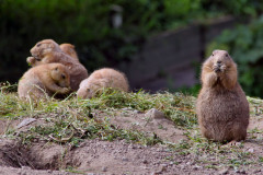 ./Galerie/Tiere/Zooodense2013/20130819_155110-IMG_5320.jpg