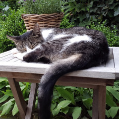 ./Galerie/Tiere/Cats/20160724_105359.jpg