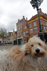 ./Galerie/Urlaub/Holland/Bergen/20171002_145319_IMG_0757.jpg