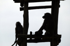 ./Galerie/Tiere/Zoomerlebnisweltgelsenkirchen/20190519_124235_IMG_5207_b.jpg