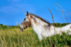 ./Galerie/Urlaub/Frankreich/Bretagne2022/20220621_095722_imagon.jpg