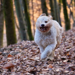 ./Galerie/Tiere/Meggie/20230226_164415_DSC00492_luminar.jpg