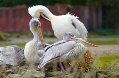 ./Galerie/Tiere/Zoomerlebnisweltgelsenkirchen/20230413_122017_DSC01234_b.jpg