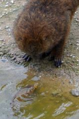 ./Galerie/Tiere/Zoomerlebnisweltgelsenkirchen/20230413_122709_DSC01264_b.jpg