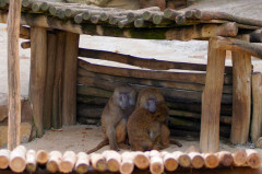 ./Galerie/Tiere/Zoomerlebnisweltgelsenkirchen/20230413_122827_DSC01271_b.jpg