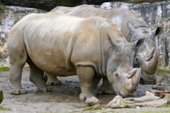 ./Galerie/Tiere/Zoomerlebnisweltgelsenkirchen/20230413_131734_DSC01333_b.jpg