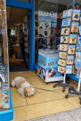 ./Galerie/Tiere/Meggie/20240615_120535.jpg