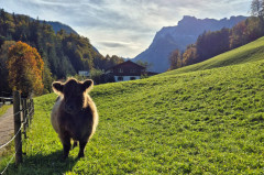 ./Galerie/Urlaub/Deutschland/Bayern/Berchtesgadenerland2024/20241009_160101.jpg