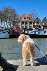 ./Galerie/Urlaub/Holland/Bergen/Bergen2025/20250405_130259.jpg