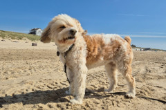 ./Galerie/Urlaub/Holland/Bergen/Bergenaanzee2025/20250503_161334.jpg