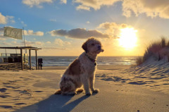 ./Galerie/Urlaub/Holland/Bergen/Bergenaanzee2025/20250503_202401.jpg