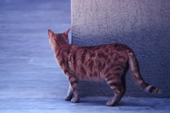 ./Galerie/Tiere/Cats/corner_dining_hall_turkey.jpg