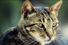 ./Galerie/Tiere/Cats/harbour_cat_mallorca.jpg