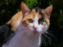 ./Galerie/Tiere/Cats/20120729_130903-img_3626.jpg